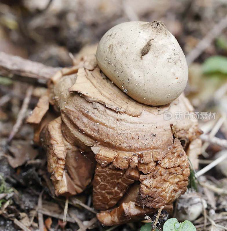 克拉德地球之星(Geastrum triplex)